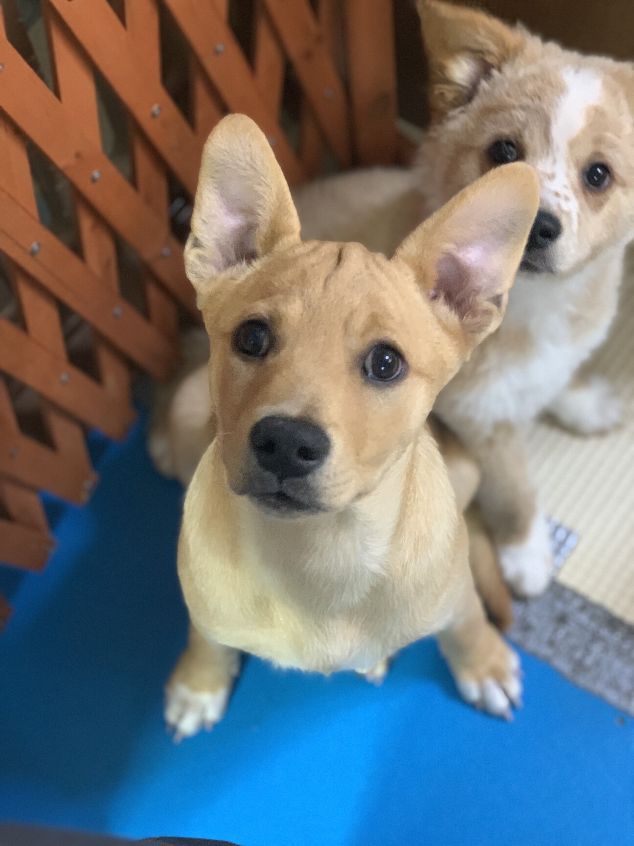 とても人懐こい 大型犬の 東京都 犬の里親募集 ペットのおうち 月間利用者150万人