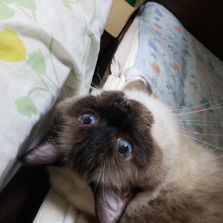 11歳3ヵ月　ラグドール