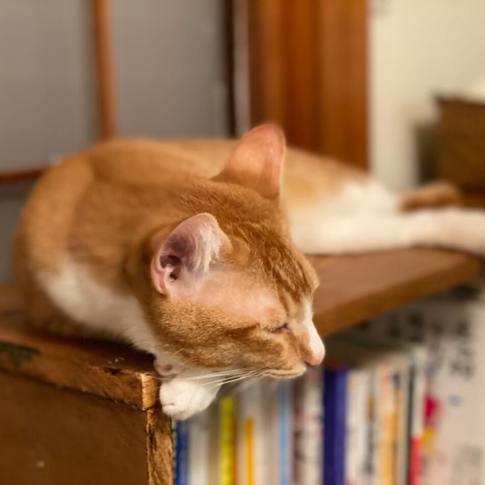 どようびのカバー写真