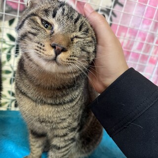 ありがとうございました★可愛いキジ虎コロンちゃん
