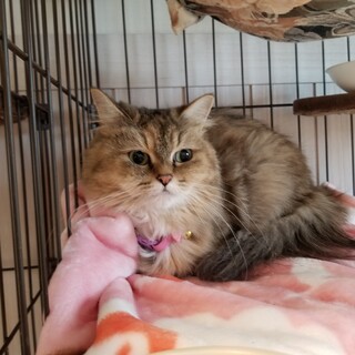 甘えん坊♡ミヌエット4才