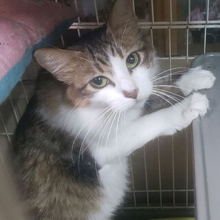 綺麗なグリーンアイの、長毛猫バニラさん！