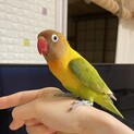 ボタンインコのプリンちゃん