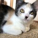 【べったら】おかげさまで里親様が決まりました。