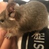 デグーベビーの里親さま募集 サムネイル2