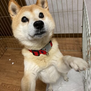 豆柴の高齢犬・サスケくん