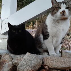 「2匹の外猫たち」サムネイル2