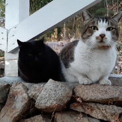 「2匹の外猫たち」サムネイル3