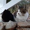 ご飯を待つ黒ちゃんとキー坊