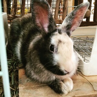 保護うさぎシャシャくん(佐渡っこ2世№24)