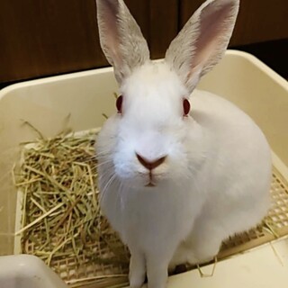 【トライアル中】セカトくん(佐渡っこ2世 №28)