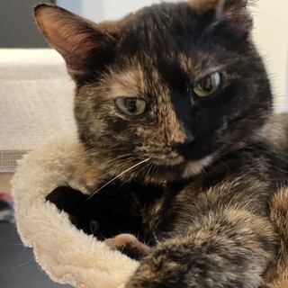 サビ猫って甘えん坊！！もみじちゃん