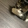 の写真