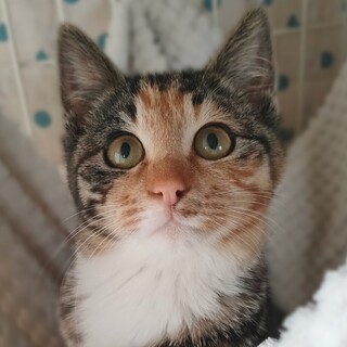 ころこっろのまんまるさん♪珍しい縞の三毛ちゃん