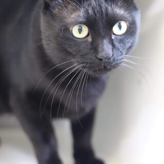 黒猫　ヌイ君　里親様募集♡