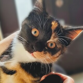 ころこっろのもちもちボディ♪珍しい柄の三毛ちゃん