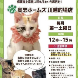 保護猫譲渡会in島忠ホームズ川越的場店