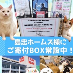 保護猫譲渡会in島忠ホームズ川越的場店 サムネイル2