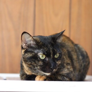 サビ猫　トパーズちゃん　里親様募集♡