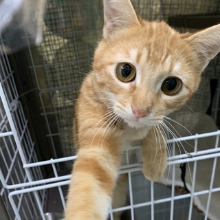 元気いっぱいマロンくん