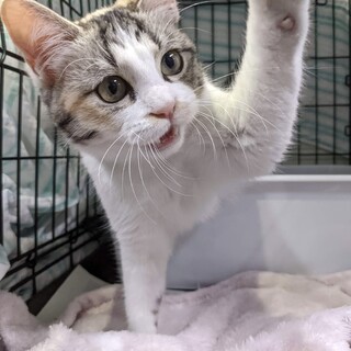 うっとりするほどの美猫♡三毛の真