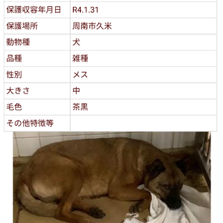 センターに収容され一週間のみ期限です！