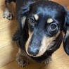 ☆ねねはちゃん☆里親さま決定☆ サムネイル2
