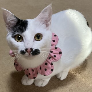 不妊手術済み。8ヶ月の甘えん坊の女の子♡