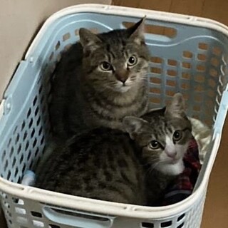 お出迎えして一緒に寝てくれる、てん君つゆちゃん