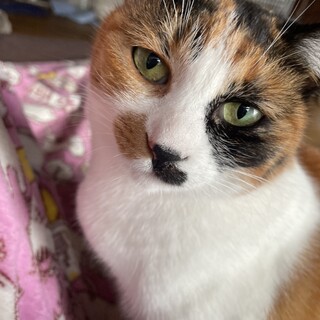 多頭飼育崩壊現場にいた三毛猫 推定３歳♀