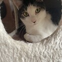 多頭飼育崩壊現場からレスキュー　キジ白♂ムサシ