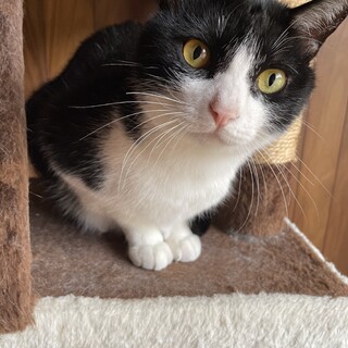 多頭飼育崩壊現場からレスキュー白黒♂ルウ