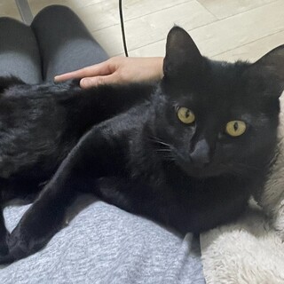 【お見合い随時】ベタ慣れハンサム黒猫★りく