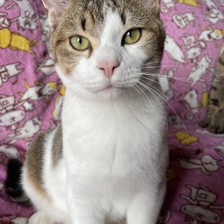 飼育困難高齢者宅で生まれた子。キジシロ♂