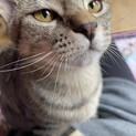 飼育困難高齢者宅で生まれた子。キジトラ♀