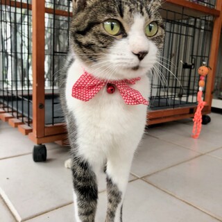 魅惑の模様に目が釘付け！パズルちゃん