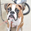 ボクサー犬の家族になってください