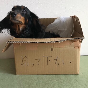 捨て犬ごっこ☆