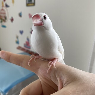 真っ白な文鳥のチョコちゃん