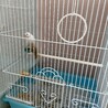 真っ白な文鳥のチョコちゃん サムネイル2
