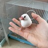 真っ白な文鳥のチョコちゃん サムネイル3