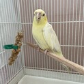 オカメインコのルビーちゃん（一度受付停止します）