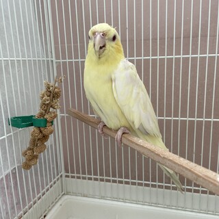 オカメインコのルビーちゃん（一度受付停止します）