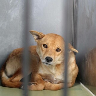 怖くて小さく固まっています【仮名 つくし】