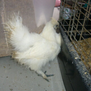 交渉中　烏骨鶏　オスメス　ペア　2か月