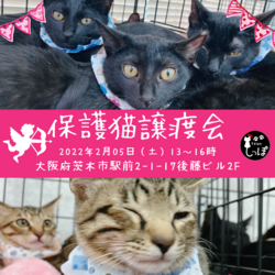 teamしっぽ譲渡会 サムネイル1