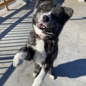 小柄な秋田犬☆みゆちゃん