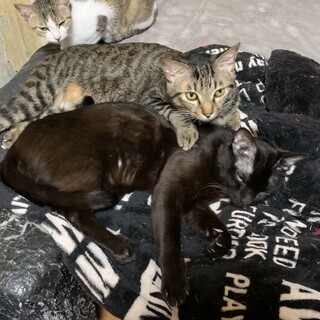 急募！猫ちゃんの里親探してます！⑨