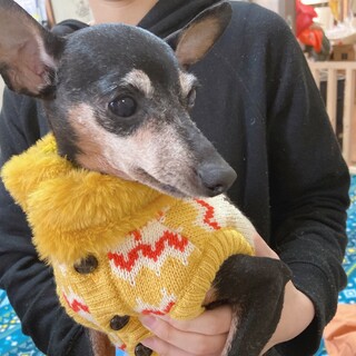 人懐っこいミニピンの女の子、八重ちゃん ♬*.+゜