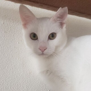 綺麗な真っ白な白猫、雅（みやび）ちゃん！